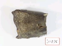 藏品(牛尺骨遠端)的圖片